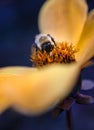 Honeybee Collecting Nectar From Orange Flower