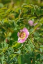 Honeybee collecting nectar and pollinating wild pink Nootka Rose, Rosa nutkana, flower bush, British Columbia, Canada.