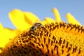 Honeybee collecting nectar from sunflower against light blue sky, closeup Royalty Free Stock Photo