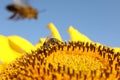 Honeybee collecting nectar from sunflower against light blue sky, closeup. Space for text Royalty Free Stock Photo