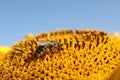 Honeybee collecting nectar from sunflower against light blue sky, closeup. Space for text Royalty Free Stock Photo