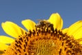 Honeybee collecting nectar from sunflower against light blue sky, closeup. Space for text Royalty Free Stock Photo