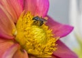 Honey Bee on the flower