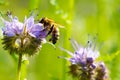 Honeybee collecting polle Royalty Free Stock Photo