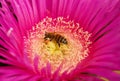 Honeybee collecting pollen Royalty Free Stock Photo