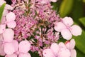 Honeybee collecting pollen from beautiful flowers outdoors, closeup Royalty Free Stock Photo