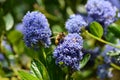 Honeybee collecting pollen from a ceanothus Royalty Free Stock Photo