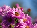 Honeybee collecting pollen from Chrysanthemum flower Royalty Free Stock Photo