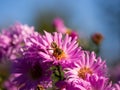 Honeybee collecting pollen from Chrysanthemum flower Royalty Free Stock Photo