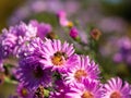 Honeybee collecting pollen from Chrysanthemum flower Royalty Free Stock Photo