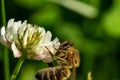 Honeybee collecting pollen from a clover blossom in the garden in summertime Royalty Free Stock Photo