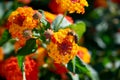 Bees collecting pollen. Honeybee collecting pollen from flowers. Royalty Free Stock Photo