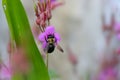 Honeybee collecting pollen at flowers in the farm Royalty Free Stock Photo