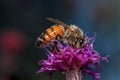 Honeybee collecting pollen at flowers Royalty Free Stock Photo