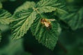 Honeybee collecting pollen on a green leaf Royalty Free Stock Photo