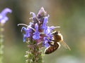 Honeybee collecting pollen from purple flowers in a garden, macro shot Royalty Free Stock Photo