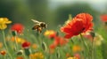 Honeybee collecting pollen from red poppy. Close-up photography with nature and wildlife concept Royalty Free Stock Photo