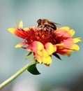 Close up of a Honeybee resting on a yellow and orange Gallardia Flower