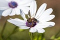 Honeybee collecting pollen from a white daisy Royalty Free Stock Photo