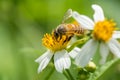 Honeybee collecting pollen Royalty Free Stock Photo