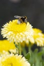 Honeybee collects pollen from a Calendula flower.
