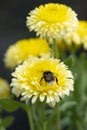 Honeybee collects pollen from a Calendula flower.