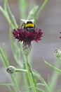 Honeybee collects pollen from Centaurea blackboy flower.