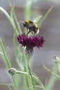 Honeybee collects pollen from Centaurea blackboy flower.