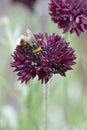 Honeybee collects pollen from Centaurea blackboy flower.