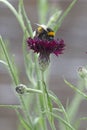 Honeybee collects pollen from Centaurea blackboy flower.