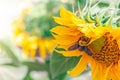 Honeybee collects pollen from sunflower. Nature background with yellow flower and bee macro. Summer nature photography with honey Royalty Free Stock Photo