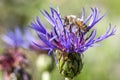 Honeybee on cone flower. Royalty Free Stock Photo