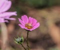 A Honeybee on a Cosmos Flower Royalty Free Stock Photo