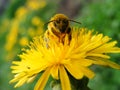 Honeybee on dandelion Royalty Free Stock Photo