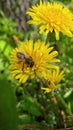 Honeybee on the dandelion Royalty Free Stock Photo