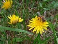 Honeybee on dandelion flower Royalty Free Stock Photo