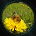 Honeybee on dandelion in objective lens Royalty Free Stock Photo