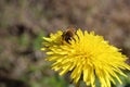 Honeybee and Dandelion Royalty Free Stock Photo