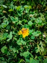 Honeybee on Dandelion Surrounded by Clover Royalty Free Stock Photo