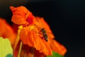 Honeybee drinks nectar at orange flower Royalty Free Stock Photo