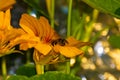 Honeybee drinks nectar at yellow flower Royalty Free Stock Photo