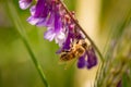 Honeybee, european western honey bee sitting on common vetch or tares flower