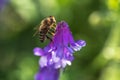 Honeybee, european western honey bee sitting on common vetch or tares flower