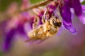 Honeybee, european western honey bee sitting on common vetch or tares flower