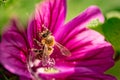 Honeybee, european western honey bee sitting on purple flower