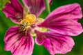 Honeybee, european western honey bee sitting on purple flower