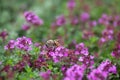 Honeybee Feasting