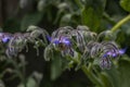 Honeybee feeding on borage