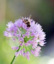 Honeybee feeding on a bright Millennium Allium