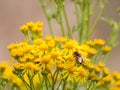 Solitary common Drone Fly (Eristalis tenax) feeding on the nectar of a Ragwort flower Royalty Free Stock Photo